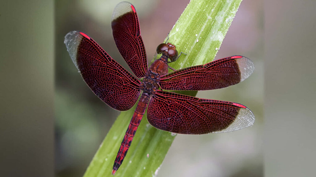 Vibrant Red Dragonfly Wallpaper on Green Leaf - Nature's Elegance
