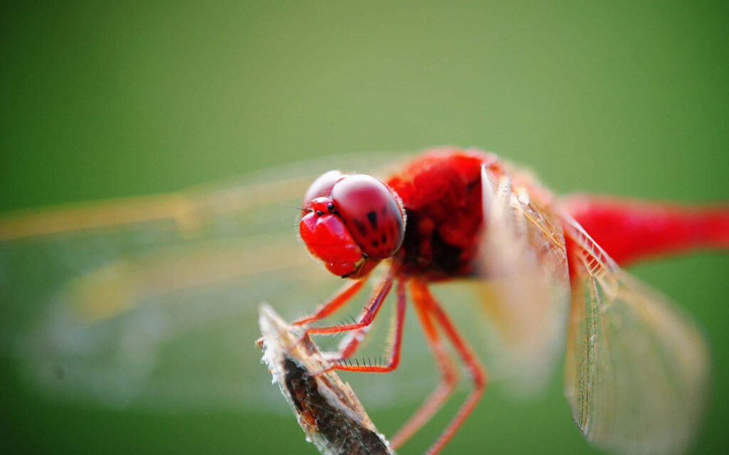 Vibrant Red Dragonfly on Green Stem - Stunning Wallpaper Background