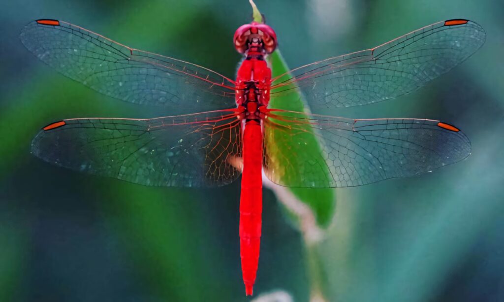 Stunning Red Dragonfly Wallpaper: Vibrant Nature Scene Background