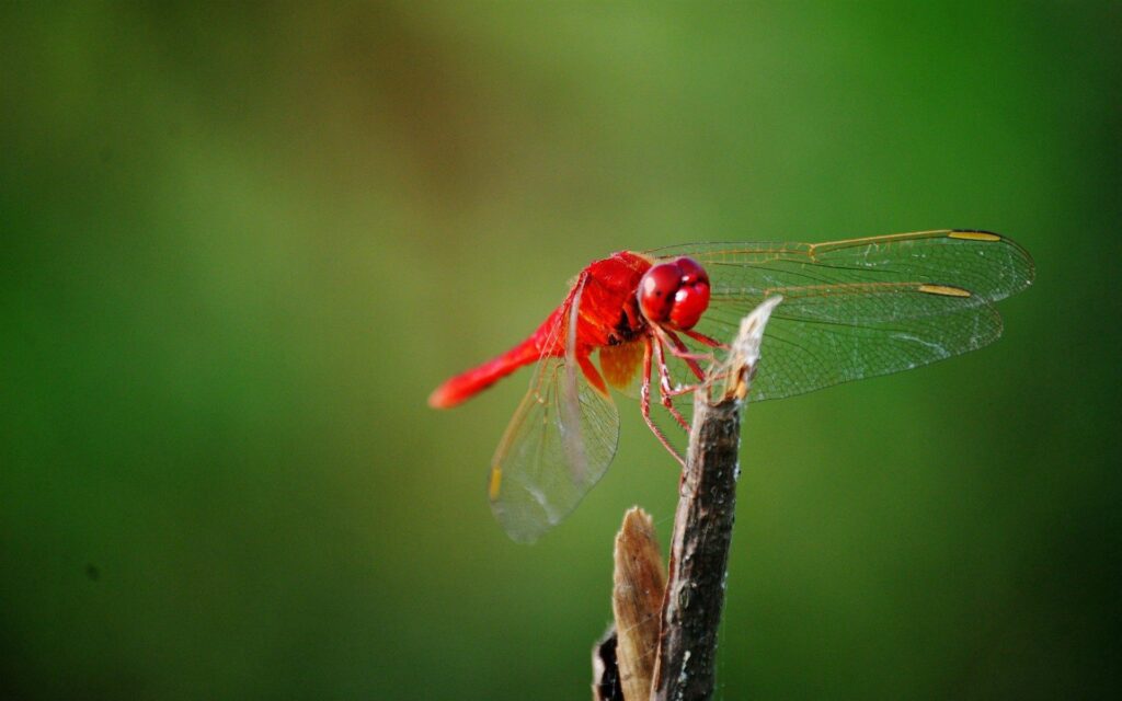 Vibrant Red Dragonfly on Twig - Intricate Wings Wallpaper Background