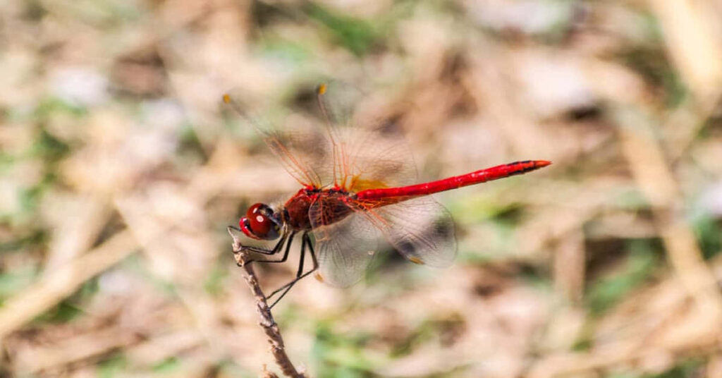 Vibrant Red Dragonfly Wallpaper: Delicate Beauty on a Twig