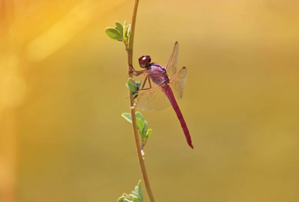 Vibrant Red Dragonfly on Plant Stem - Stunning Wallpaper Background