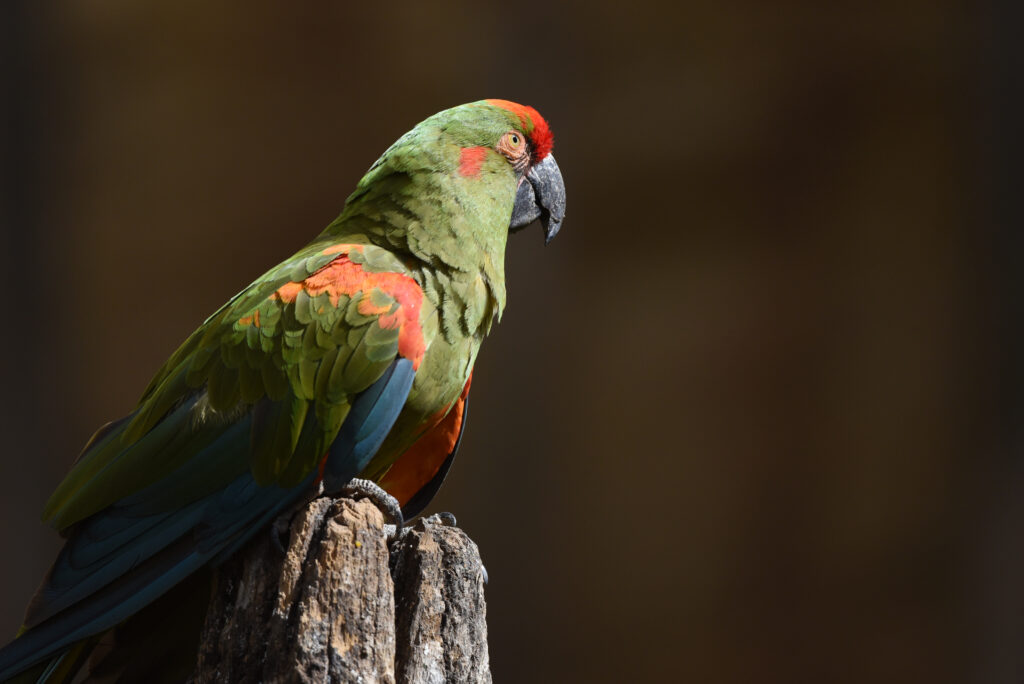 Vibrant Red-Eared Macaw Perched on Log - Stunning Bird Wallpaper