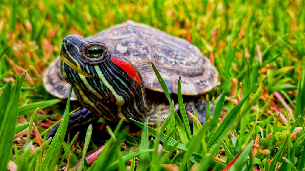 Vibrant Red-eared Slider Turtle Wallpaper in Lush Green Background