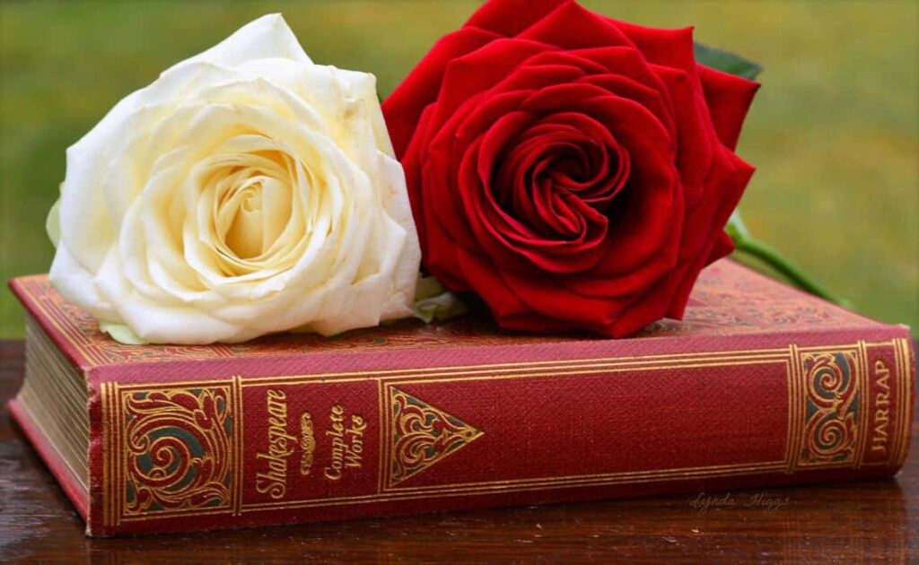 Timeless Beauty: Red & White Roses on Shakespeare's Complete Works Wallpaper