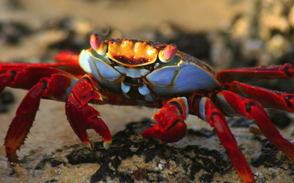 Close-up of vibrant red-eyed crab with blue orange shell and red claws on sandy shore wallpaper