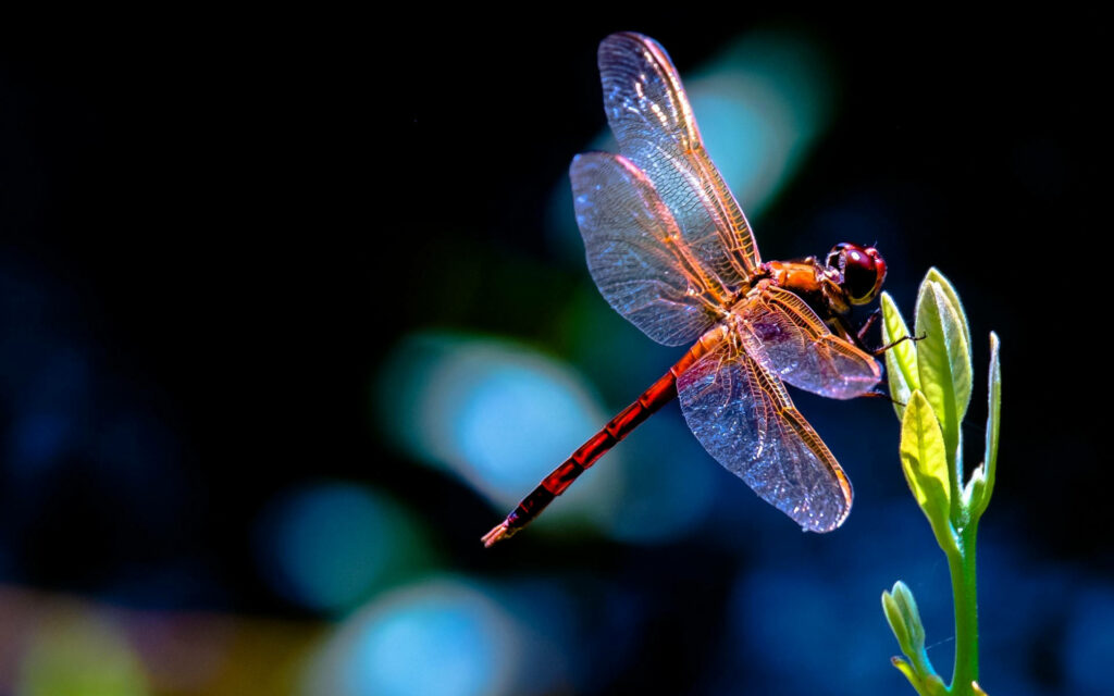 Vibrant Red-Eyed Dragonfly Wallpaper: Close-Up on Nature's Beauty