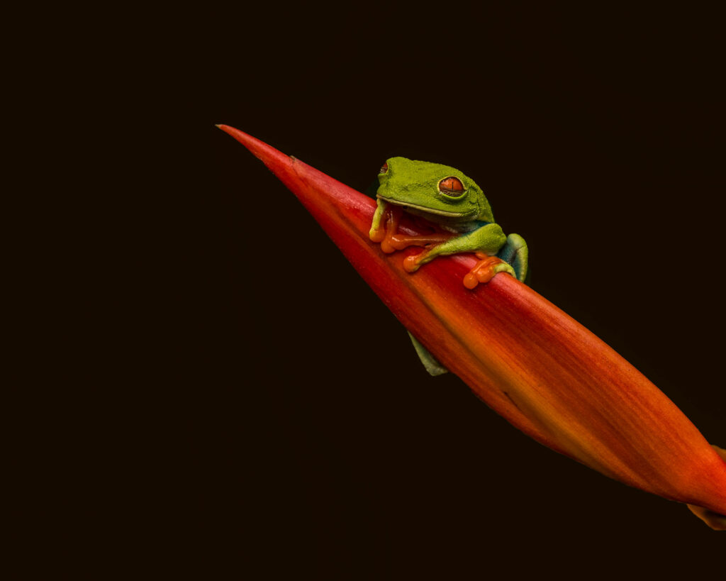 Vibrant Red-Eyed Tree Frog on Orange Leaf - Macro Wallpaper