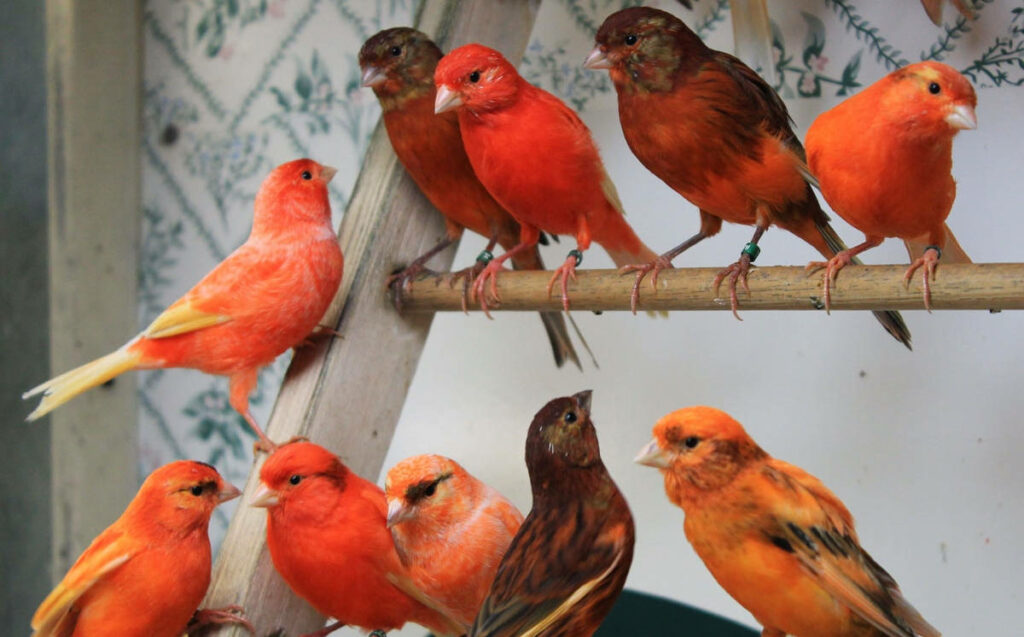 Vibrant Red Factor Canaries: Colorful Wallpaper Design