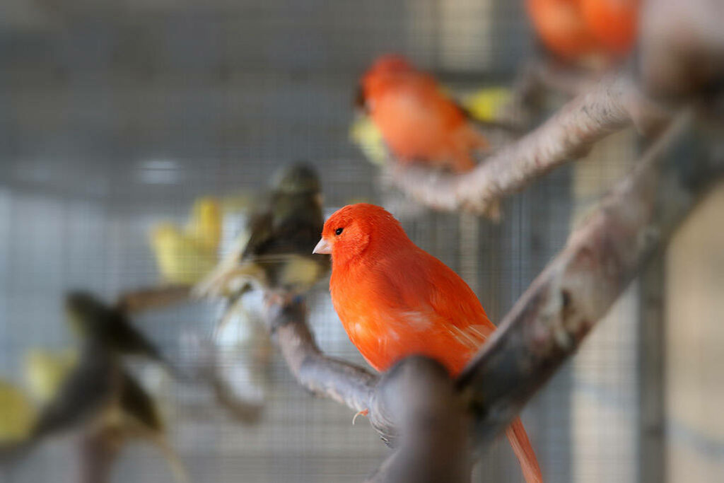 Stunning Red Factor Canary Wallpaper: Vibrant Colors & Serene Background
