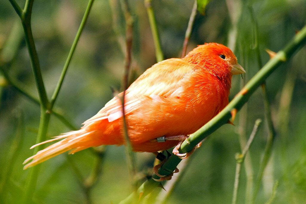Vibrant Red Factor Canary on Leafy Branch – Serene Nature Wallpaper