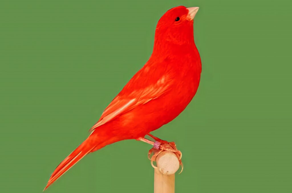 Vibrant Red Factor Canary on Wooden Stand Against Green Background Wallpaper