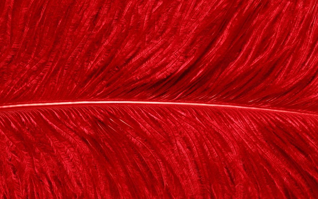 Macro close-up of vibrant red feather showing delicate fibrous texture and rich crimson hues Wallpaper