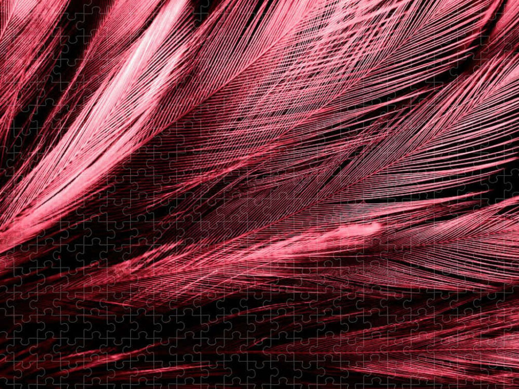 Vibrant Red Feathers on Black Background - Intricate Texture Wallpaper