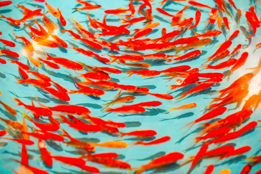 Vibrant Red Fish School Wallpaper in Clear Blue Water Background