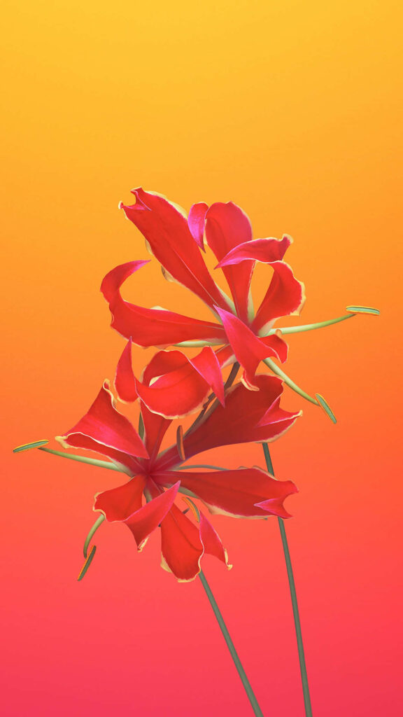 Vibrant Red Flame Lilies on Orange to Yellow Gradient Wallpaper