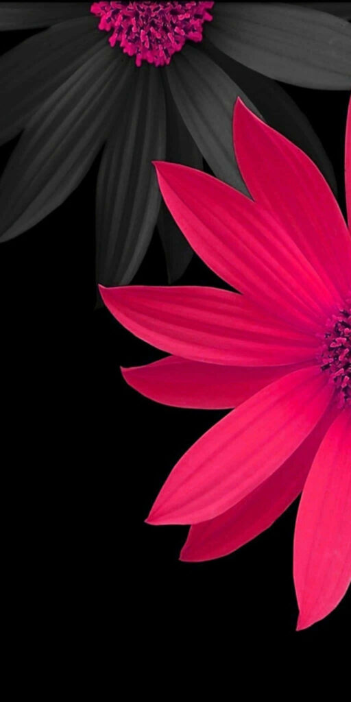 Vibrant Red 3D Flower Wallpaper on Black & Grey Background