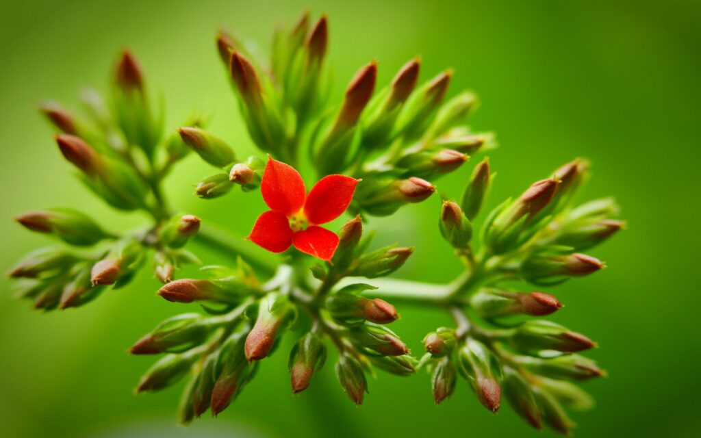 Vibrant Red Flower with Green Buds - Soft Blurred Wallpaper Background