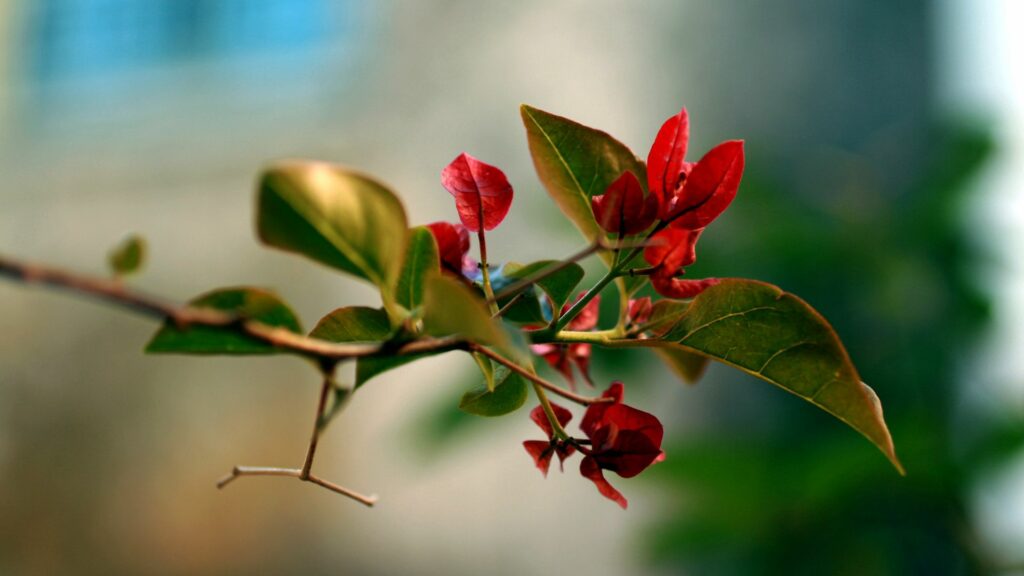 Vibrant Red Flowers & Green Leaves: Close-Up Botanical Wallpaper