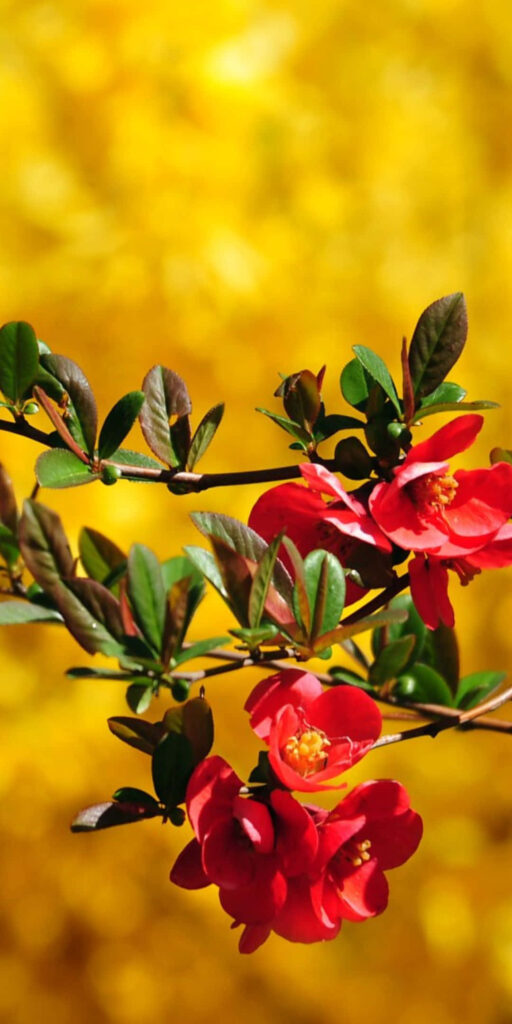 Vivid Red Flowers Against Yellow Background: A Lively Contrast Wallpaper