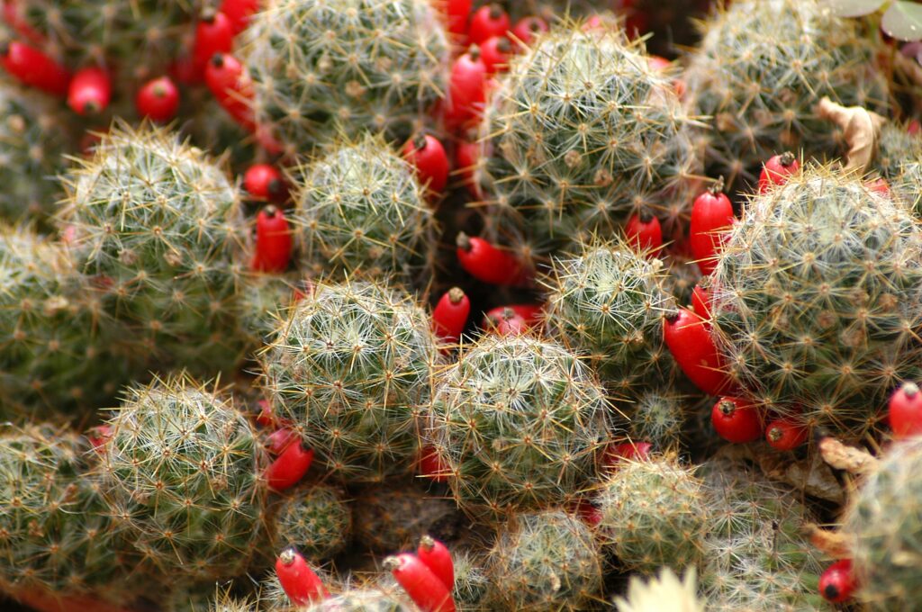 Vibrant Cacti Wallpaper with Red Flowers and Intricate Thorns