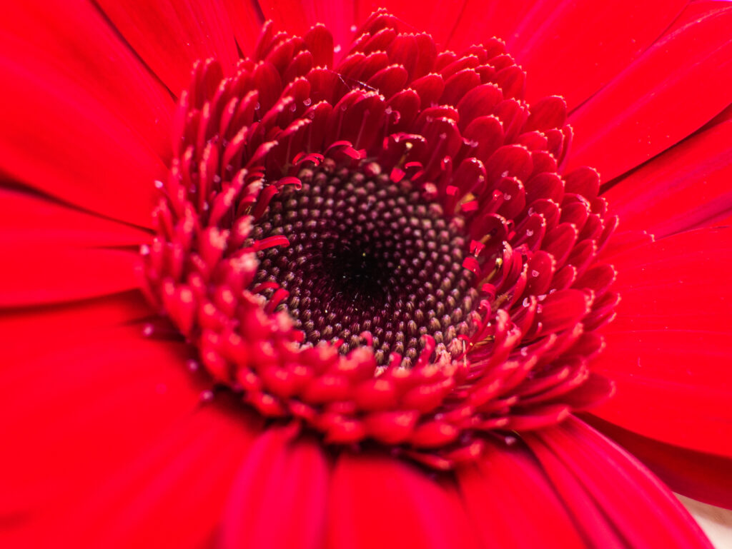 Vibrant Red Flower Close-Up: Intricate Petals Wallpaper Background