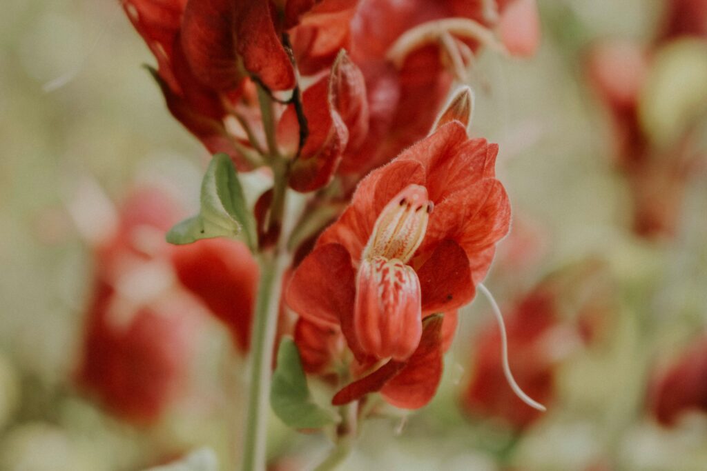 Vibrant Close-Up of Red Flower Petals Against Blurred Background Wallpaper