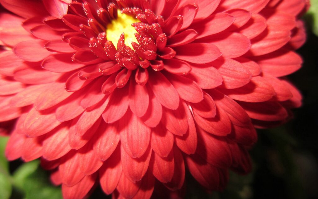 Vibrant Red Flower Close-Up: Layered Petals & Bright Yellow Center Wallpaper