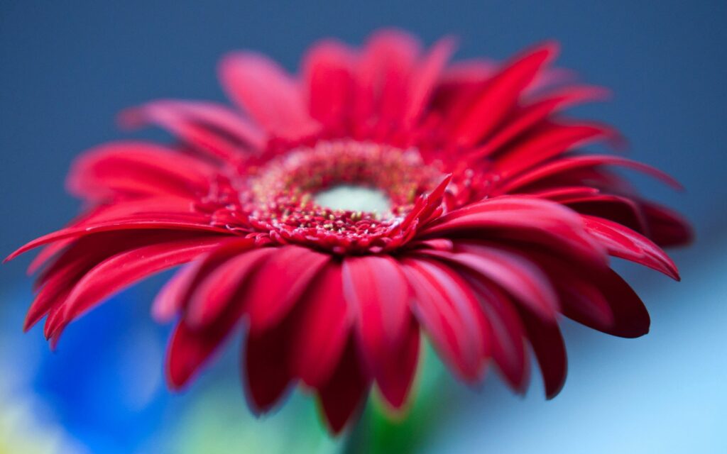 Stunning Red Flower Close-Up: Vibrant Wallpaper Background