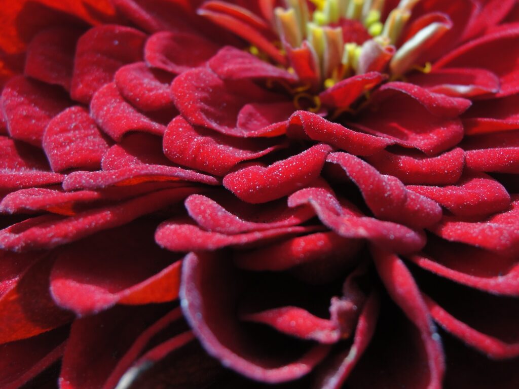 Close-Up of a Velvety Red Flower: Stunning Wallpaper Background