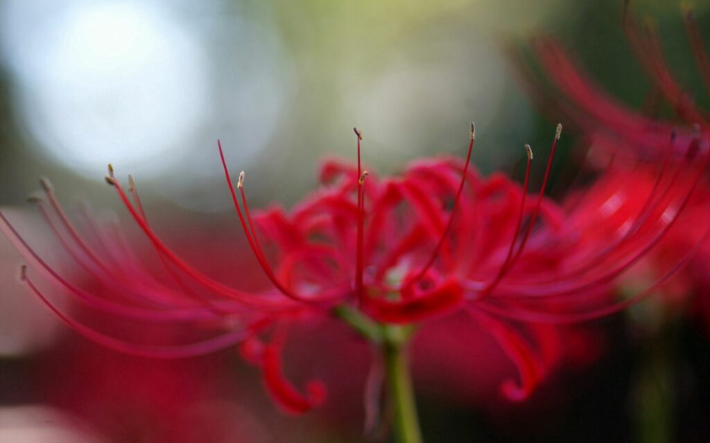 Vibrant Red Flower Close-Up: Delicate Petals & Intricate Stamens Wallpaper