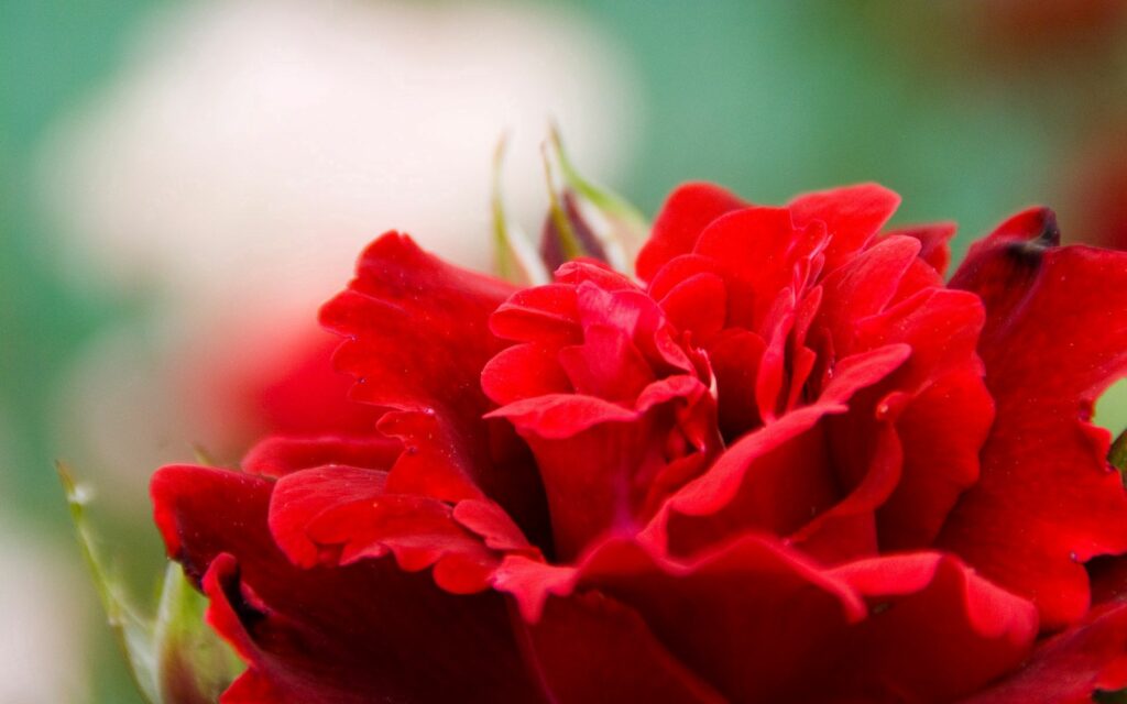 Vibrant Red Flower Close-Up: Lively Wallpaper Background