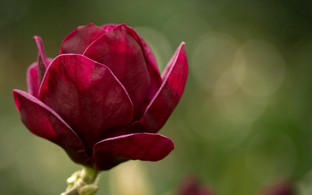 Vibrant Red Flower Close-Up: Serene Green Background Wallpaper