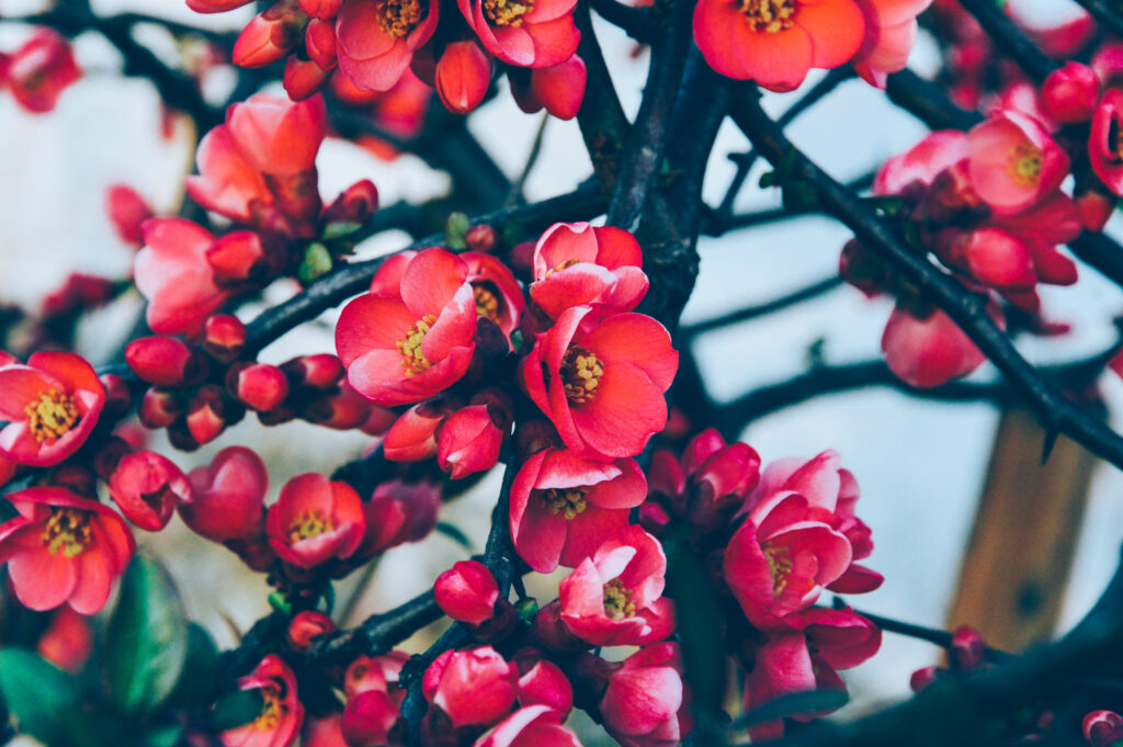 Vibrant Red Flowers Close-Up: Striking Springtime Wallpaper Background