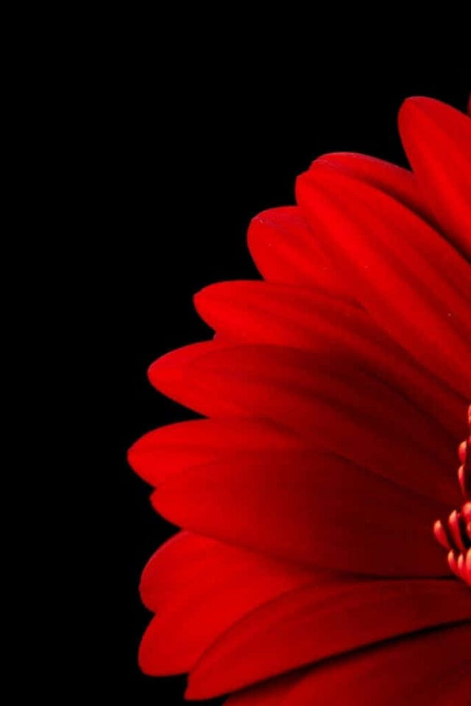 Vibrant Red Flower Close-Up on Stark Black Background: Nature's Beauty Wallpaper