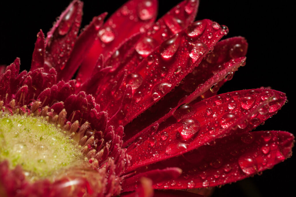 Vibrant Red Flower Close-Up: Water Droplets on Dark Wallpaper