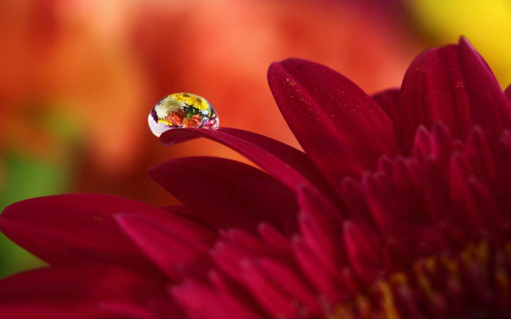 Vibrant Red Flower Close-Up with Water Droplet - Artistic Wallpaper