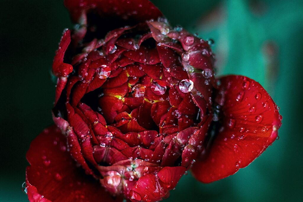 Vibrant Red Flower Close-Up with Water Droplets - Wallpaper Background