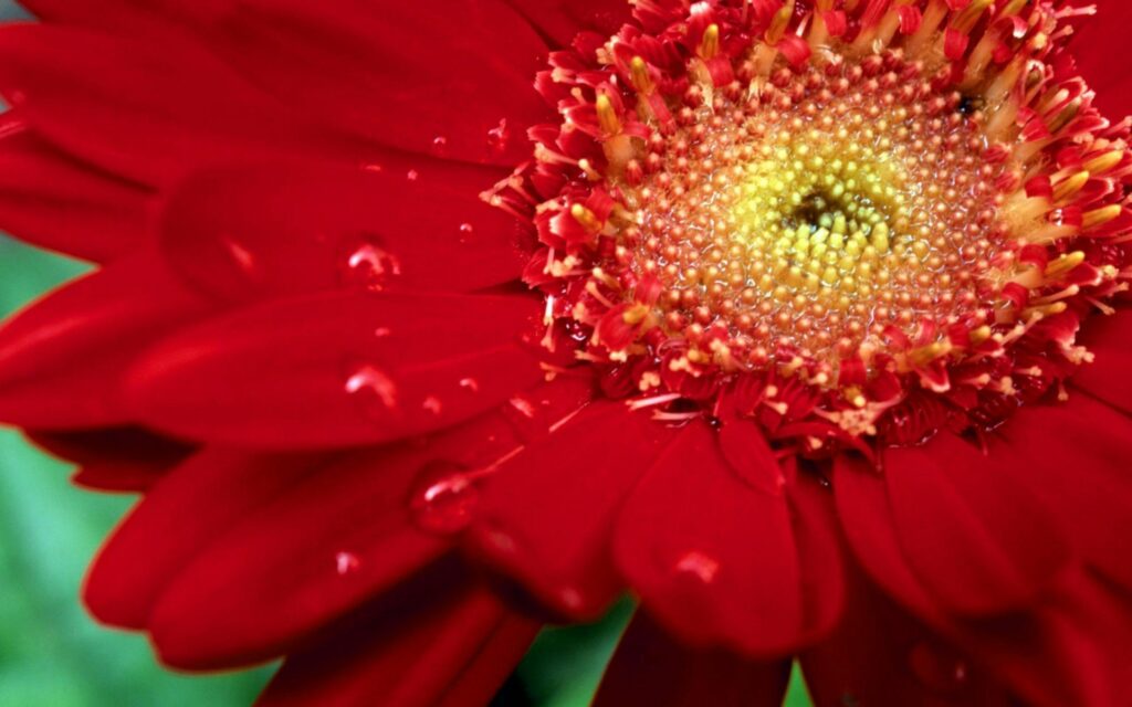 Vibrant Red Flower Close-Up: Water Droplets & Yellow Center Wallpaper
