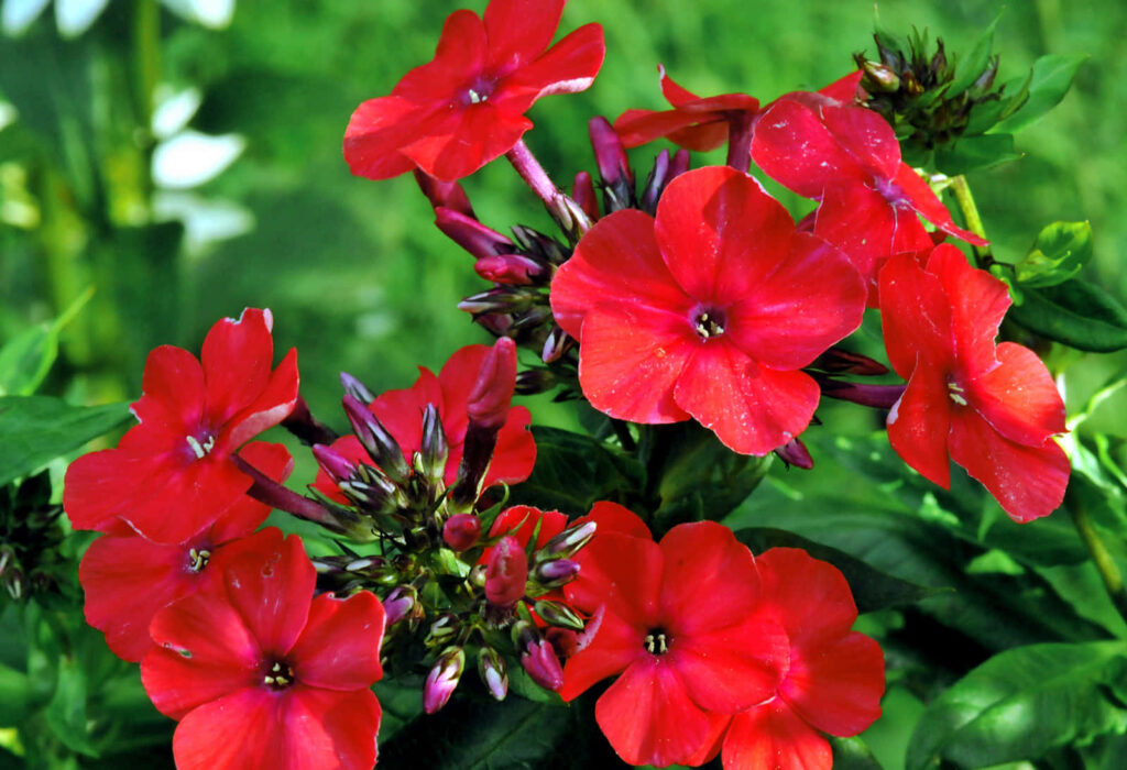 Vibrant Red Flowers & Green Foliage - Lively Nature Background Wallpaper