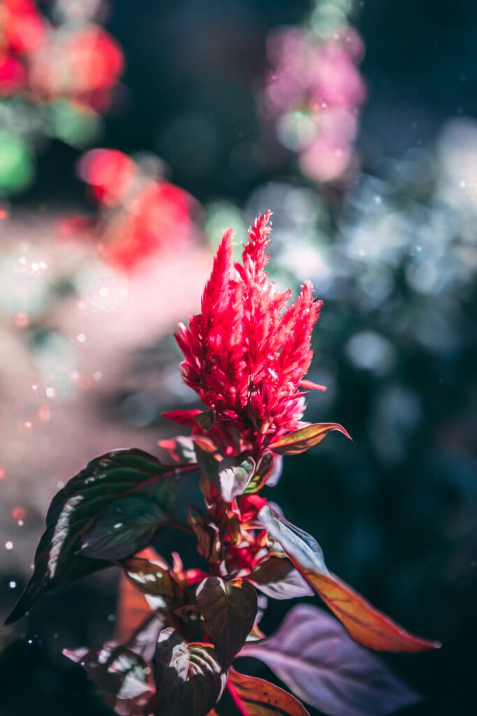 Vibrant Red Flower Macro: Stunning Inflorescence Wallpaper Background