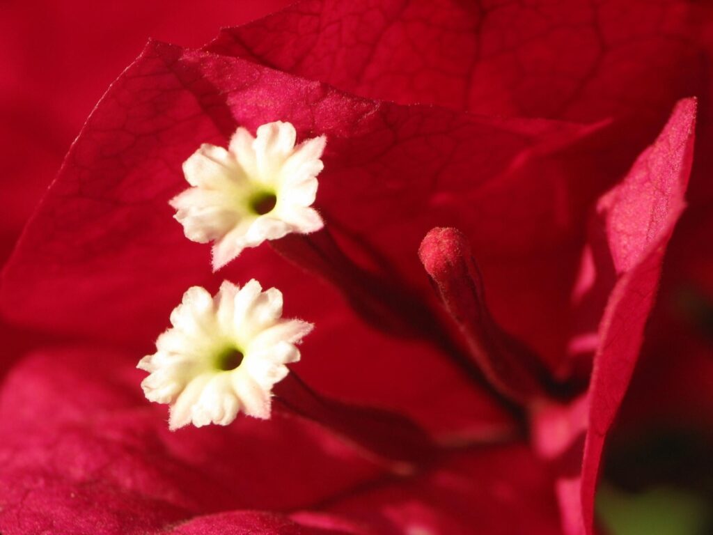 Vibrant Macro Red Flower with Delicate Petals - Nature Wallpaper