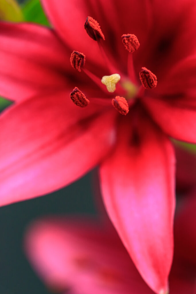 Stunning Red Flower Macro Wallpaper with Detailed Petals and Pollen