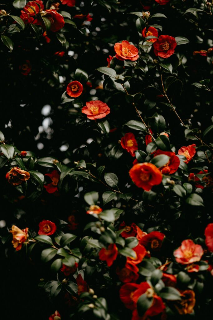 Vibrant Red Flower Macro Wallpaper with Green Leaves - Background
