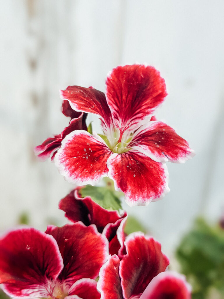 Vibrant Red Flower Macro Wallpaper with Lush Green Background
