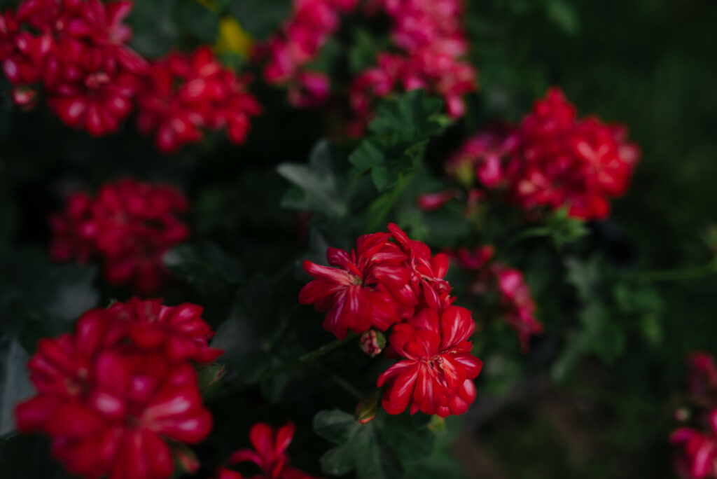 Vibrant Red Flower Wallpaper - Macro View of Blooming Petals