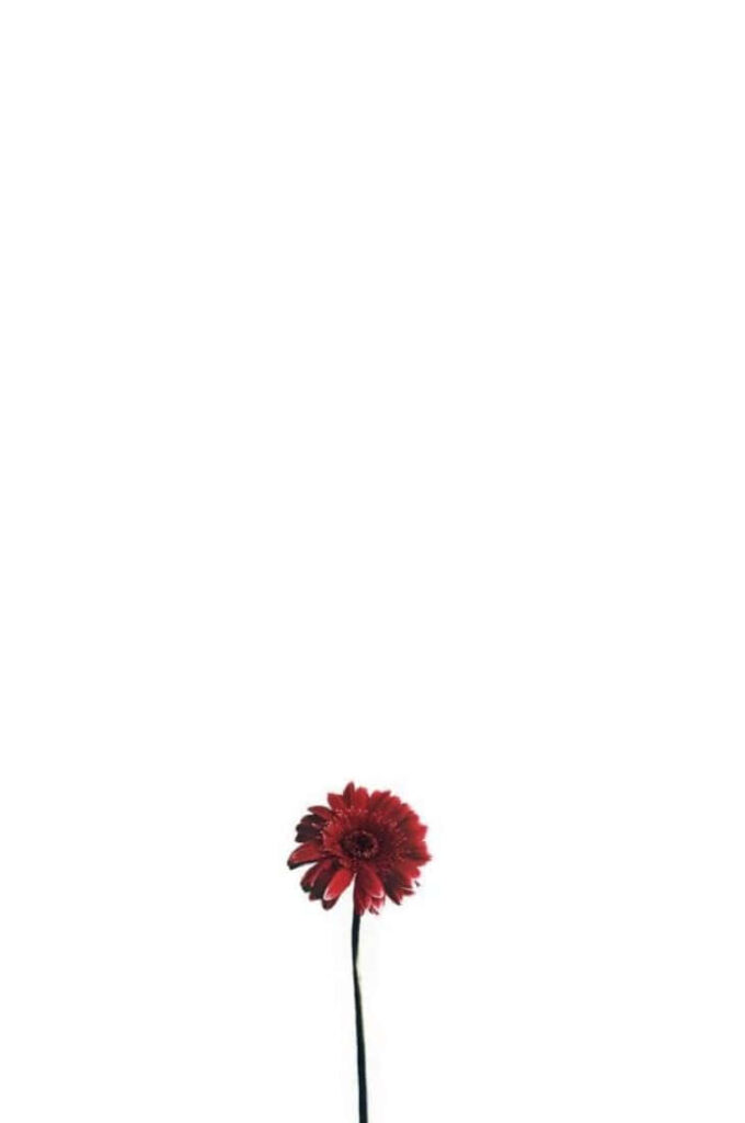 Minimalist Red Flower Wallpaper on White Background - Striking Design