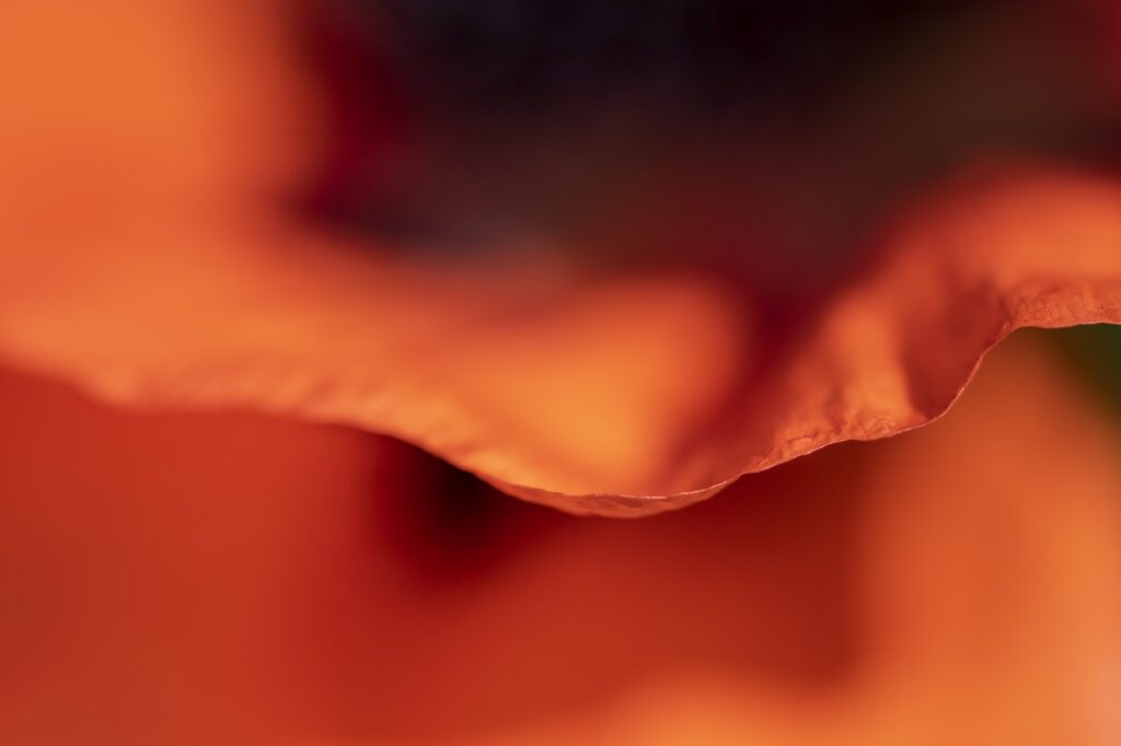 Vibrant Red Flower Petal Macro - Textured Wallpaper Background