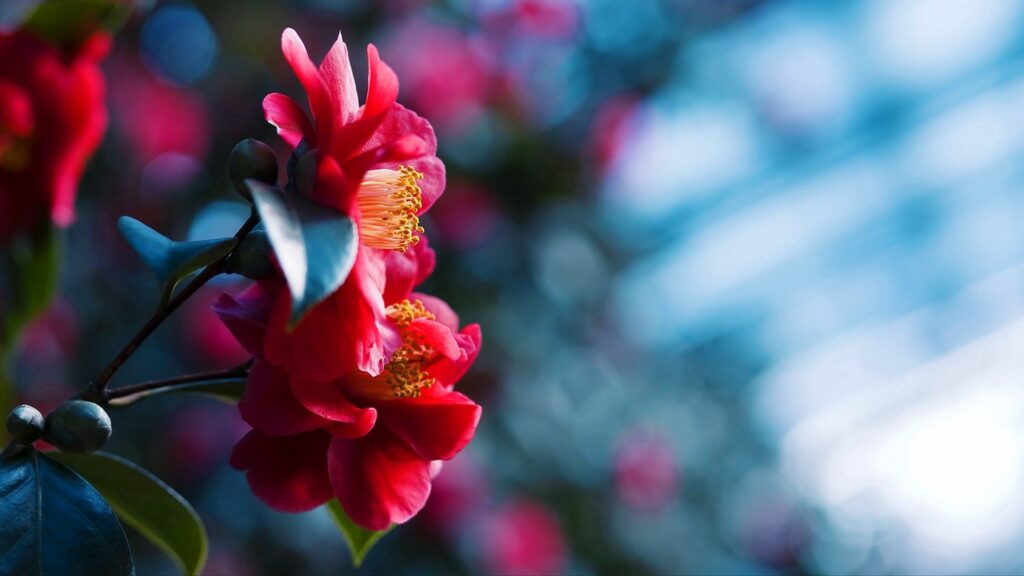 Vibrant Red Flower Petals Wallpaper - Serene Floral Background
