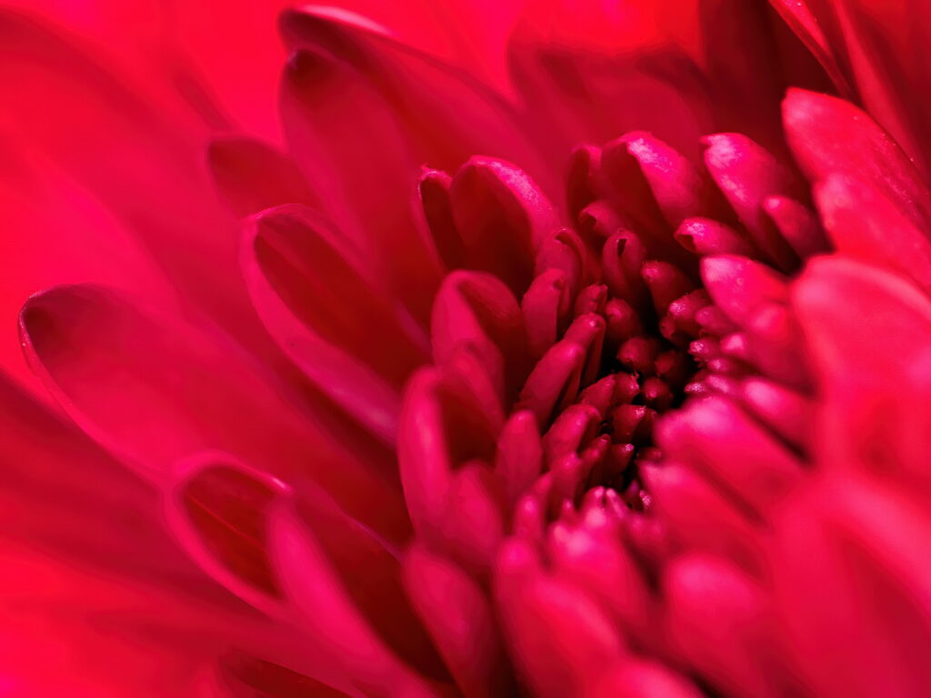 Vibrant Red Flower Petals Wallpaper: Macro Nature's Beauty Background